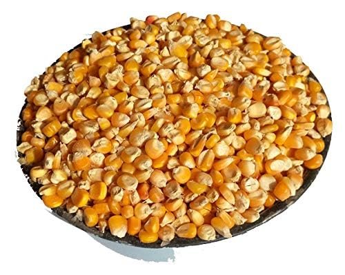 Grocery Connect Pop Corn Kernels | Popcorn Kernels | Unpoped Corn | Original Makkai Seeds (1.8 kg)
