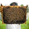 Amy's Natural Pure Organic Honey (500 Gram) view 3