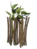 40NDTN@Neem Datun Toothbrush Nim Tree Twigs Chew Sticks for Brushing Teeth Removes Bad Breath, Relieve Tooth Ache 100% Ayurvedic Natural Organic - Pack of 40 Pieces_RTG3.16 view 3