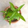 Happy Herbs:100% Matural Organic Herbal Tea| Bhringraj | Eclipta Alba - 100 Grams view 4