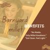 Barnyard Millet Noodles 210g | Made with Barnyard Millet & Whole Wheat Flour | No Maida, No Preservatives | Healthy Noodles for Kids & Adults | Tasty Masala Included | High Fiber, Guilt-Free Snack (Pack of 3) view 3