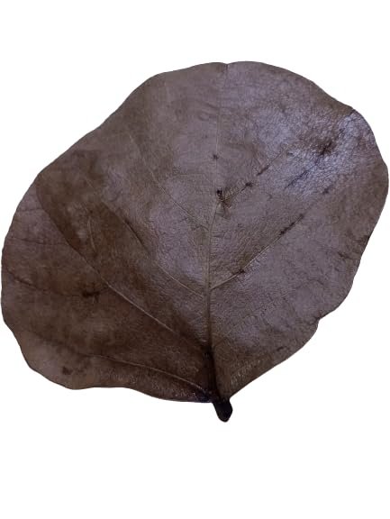 Aadityaa's Palash Butea Dhak ke Teen Paatte Bastard teak Sacred Plant Green Leaves for Astrology Vastu Remedy with Health Improvement Pack of Large Size 15 Leaves with Stalk. (Dry Palash Leaf)