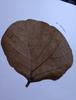 Aadityaa's Palash Butea Dhak ke Teen Paatte Bastard teak Sacred Plant Green Leaves for Astrology Vastu Remedy with Health Improvement Pack of Large Size 15 Leaves with Stalk. (Dry Palash Leaf) view 3
