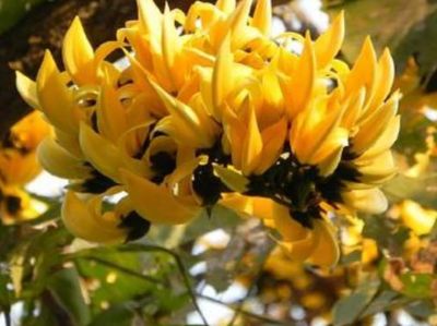 Aadityaa's Palash Butea Dhak ke Teen Paatte Bastard teak Sacred Plant Green Leaves for Astrology Vastu Remedy with Health Improvement Pack of Large Size 15 Leaves with Stalk. (Rare Yellow Palash Leaf)