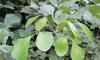 Aadityaa's Palash Butea Dhak ke Teen Paatte Bastard teak Sacred Plant Green Leaves for Astrology Vastu Remedy with Health Improvement Pack of Large Size 15 Leaves with Stalk. (Rare Yellow Palash Leaf) view 2