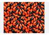 Empty Capsules Size 1 Orange/Black 250 capsules view 3