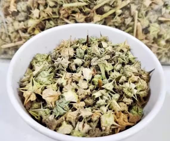 Yubeko Natural Gokhru Chota | Tribulus Terrestris Seeds Small Caltrops (500 Gm)