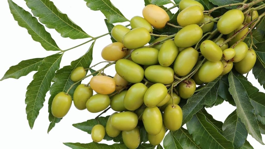 100% Neem fruit nimboli Powder for healthy body,Suitable for whole body AANAHA herbs Rawmest Neem seed Natural herbs,Azadirachta indica,Indian lilac,Prevent Ulcar,Skin infection,