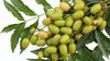 100% Neem fruit nimboli Powder for healthy body,Suitable for whole body AANAHA herbs Rawmest Neem seed Natural herbs,Azadirachta indica,Indian lilac,Prevent Ulcar,Skin infection, view 1