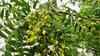100% Neem fruit nimboli Powder for healthy body,Suitable for whole body AANAHA herbs Rawmest Neem seed Natural herbs,Azadirachta indica,Indian lilac,Prevent Ulcar,Skin infection, view 2