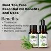 Olifix Tea Tree Essential Oil for Skin, Hair, Face, Acne Care, Dandruff | Ecocert Certified Organic 100% Pure, Natural, Undiluted Therapeutic Grade | 15ml - view 3