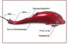 Drumstone (GREAT INDIAN WITH 15 YEARS WARRANTY) Dolphin Handheld Massager With Vibration Magnetic Far Infrared Therapy To Aid In Pain & Stress Relief For Men & Women Big Size Power Source_M171 view 4