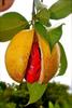 FLAVOURS AVENUE - Nutmeg Fruit Concentrate/Jathika - Real Ingredients, Makes 10-15 Drinks Concentrate for Cocktails, Mocktails - 750ml / 25.36oz view 2