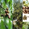 Iagrifarm Baheda Whole - 250 gram -Thandrikkai/Baheda Fruit/Bibhitaki Seed view 3