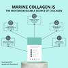 The Co Being Marine Collagen Peptides for Men and Women | Collagen Supplement for Skin, Hair & Nails | 5000mg Pure and Hydrolyzed Type 1 & 2 | 12g x 30 Sachets | Blackcurrant Flavor view 3