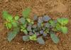 Iagrifarm Punarnava Root - 450 gram/Mookirattai Root/Raw Punarnava/Sathi Jadd/Jad Sathi view 4