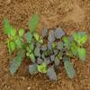 Iagrifarm Punarnava Root - 950 gram/Mookirattai Root/Raw Punarnava/Sathi Jadd/Jad Sathi view 4