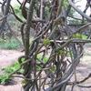 250 Gram | Giloy Dry Sticks | Organic Giloy Stem | Natural Immunity Booster |     | Neem Giloy | Neem Vine | Raw Guduchi Sticks - Amrita view 1