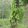 250 Gram | Giloy Dry Sticks | Organic Giloy Stem | Natural Immunity Booster |     | Neem Giloy | Neem Vine | Raw Guduchi Sticks - Amrita view 3