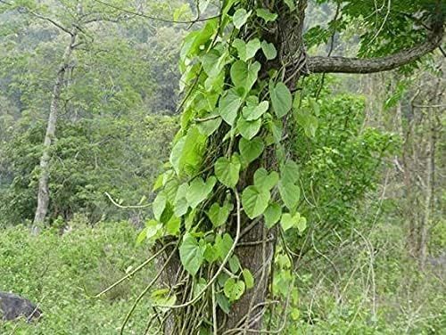 AK GROUP - Giloy plant/Neem Tree Guruch Fresh Stems Giloy ki Lakdi Medicinal Wood Neem Guruch Giloy Wood for Medicine - 250 gm