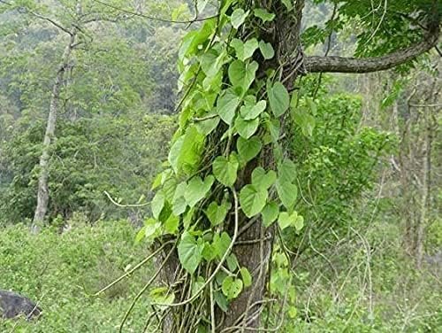AK GROUP - Giloy plant/Neem Tree Guruch Fresh Stems Giloy ki Lakdi Medicinal Wood Neem Guruch Giloy Wood for Medicine - 250 gm