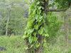 AK GROUP - Giloy plant/Neem Tree Guruch Fresh Stems Giloy ki Lakdi Medicinal Wood Neem Guruch Giloy Wood for Medicine - 250 gm view 1