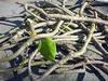 AK GROUP - Giloy plant/Neem Tree Guruch Fresh Stems Giloy ki Lakdi Medicinal Wood Neem Guruch Giloy Wood for Medicine - 250 gm view 2