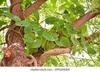 AK GROUP - Giloy plant/Neem Tree Guruch Fresh Stems Giloy ki Lakdi Medicinal Wood Neem Guruch Giloy Wood for Medicine - 250 gm view 3