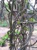 AK GROUP - Giloy plant/Neem Tree Guruch Fresh Stems Giloy ki Lakdi Medicinal Wood Neem Guruch Giloy Wood for Medicine - 250 gm view 4