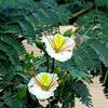 3V PRODUCTS Vadanarayana Leaf Powder 200g | Sandeshra | White Gulmohar | Delonix Elata for Stomach Care | Digestion | Joint Pains | Gastric (Pack of 2x100g) view 3