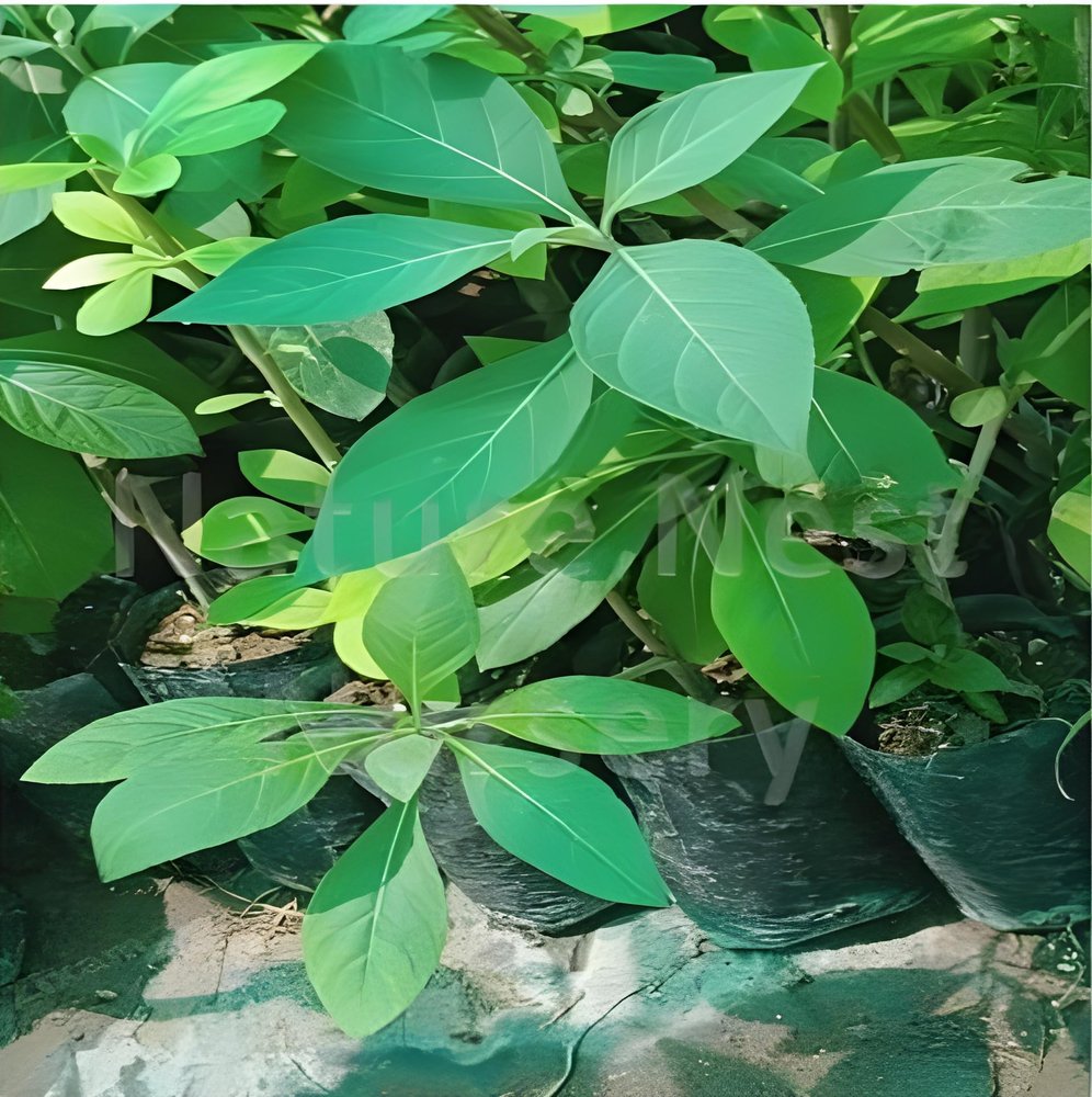 Pro Kissan - Gurmar/Gudmar Live madhunashini Plant | Gymnema sylvestre Tree (Pack of 1 Plant)