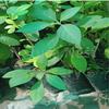 Pro Kissan - Gurmar/Gudmar Live madhunashini Plant | Gymnema sylvestre Tree (Pack of 1 Plant) view 1