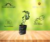 Pro Kissan - Gurmar/Gudmar Live madhunashini Plant | Gymnema sylvestre Tree (Pack of 1 Plant) view 2