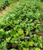 Pro Kissan - Gurmar/Gudmar Live madhunashini Plant | Gymnema sylvestre Tree (Pack of 1 Plant) view 3