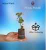 Pro Kissan - Gurmar/Gudmar Live madhunashini Plant | Gymnema sylvestre Tree (Pack of 1 Plant) view 4