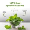 Asian Herbs Pure Spearmint Tea - Hair Care, Supporting Balance & Clarity | Natural Herbal Blend for Radiant Skin (30 Tea Bags) view 2