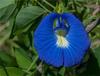 Aadi16's Natural Ayurvedic Whole Blue Herbal Aparajita Flower Asian Pigeonwings Nilkantha Butterfly Pea for Immence Benefits toward Health, Pack of 50gm dried Whole Flowers. view 3