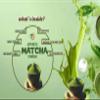 ETEASY Matcha Sonti mix milk drink kashmiri kesar Saffron mix with real bits almond nutritious healthy refreshing powder (Just Add Hot Water NO MILK) 400 gms view 3