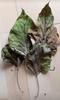 Aadi16's Ayurvedic Herbal Tea of Phang Kash Gammari Gambhari White Teak Gmelina Arborea Gambhari Candhar Tree shri-parni Sun dried leaf leaves for Health. Pack of 50gm, view 1