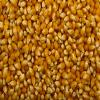 Popcorn Kernels Seeds 400g view 3