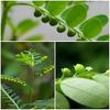 SS520 Bhumi Amla Panchang 400g. Dry Bhui Amla Amalaki Nelanelli Keelanelli Bhumyamalaki Phyllanthus Amarus Nela usiri Bhoomi Awla Whole view 2
