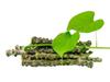 Jeevan Ghutti Neem Giloy Stick/Stem/Giloi Bel | A1 Quality Guruch/Gulvel/Guduchi stems/Gudhi Stick for Natural Immunity Booster | Improve Digestion | Fresh & Handpicked | 6-inch, 15 pieces view 1