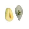 BANGLARMISTI Puja Celebration Pack - Traditional Bengali Sweets, 25pcs Gujia, 15pcs Shankha Sandesh, Mouth Melting, Puja Prasad, Deliver Directly From Kolkata to all Over India view 2