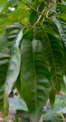 Aadi16's Bengal Spice Ayurvedic Rare Herbal Custard apple Matured Leaves fights against free radicals and prevents cell damage. This prevents aging of the skin. Pack of 20 Fresh Green Leaf.