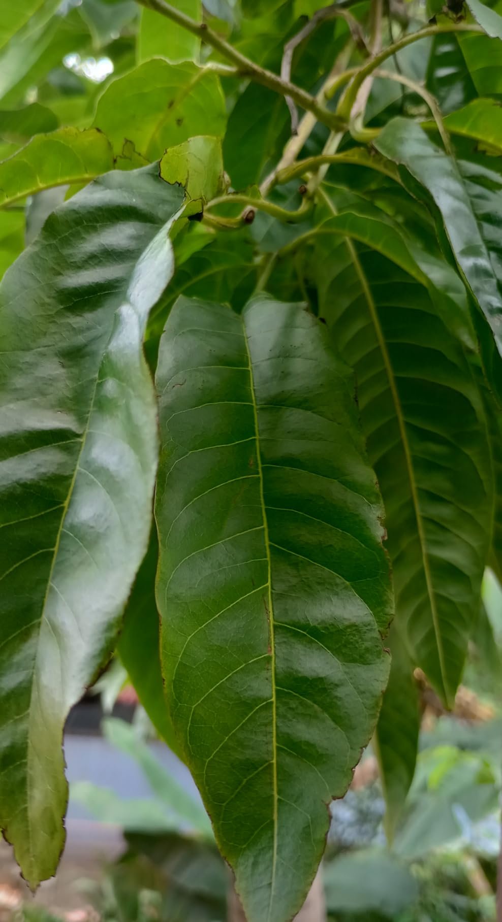 Aadi16's Bengal Spice Ayurvedic Rare Herbal Custard apple Matured Leaves fights against free radicals and prevents cell damage. This prevents aging of the skin. Pack of 20 Fresh Green Leaf.