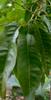 Aadi16's Bengal Spice Ayurvedic Rare Herbal Custard apple Matured Leaves fights against free radicals and prevents cell damage. This prevents aging of the skin. Pack of 20 Fresh Green Leaf. view 2