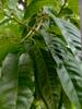 Aadi16's Bengal Spice Ayurvedic Rare Herbal Custard apple Matured Leaves fights against free radicals and prevents cell damage. This prevents aging of the skin. Pack of 20 Fresh Green Leaf. view 3