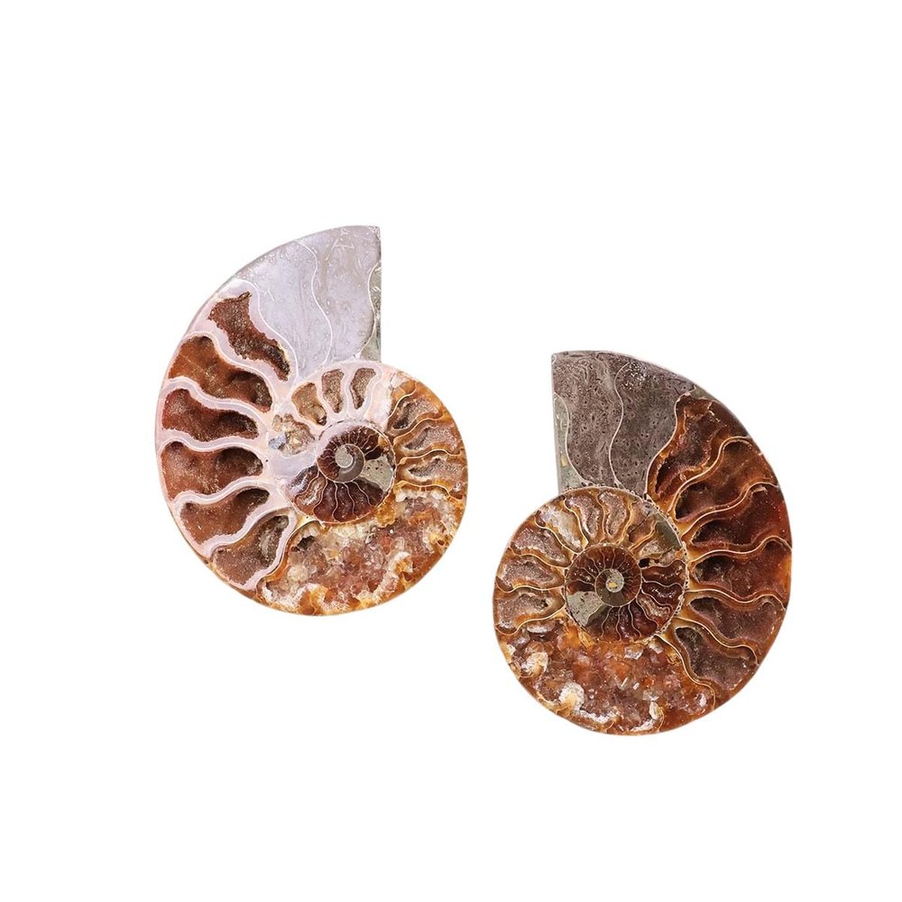 9Dzine Natural Ammonite Fossil Pair Healing Energy Stones for Meditation Reiki Home Dcor Spiritual Growth
