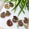 9Dzine Natural Ammonite Fossil Pair Healing Energy Stones for Meditation Reiki Home Dcor Spiritual Growth view 3