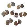 9Dzine Natural Ammonite Fossil Pair Healing Energy Stones for Meditation Reiki Home Dcor Spiritual Growth view 4